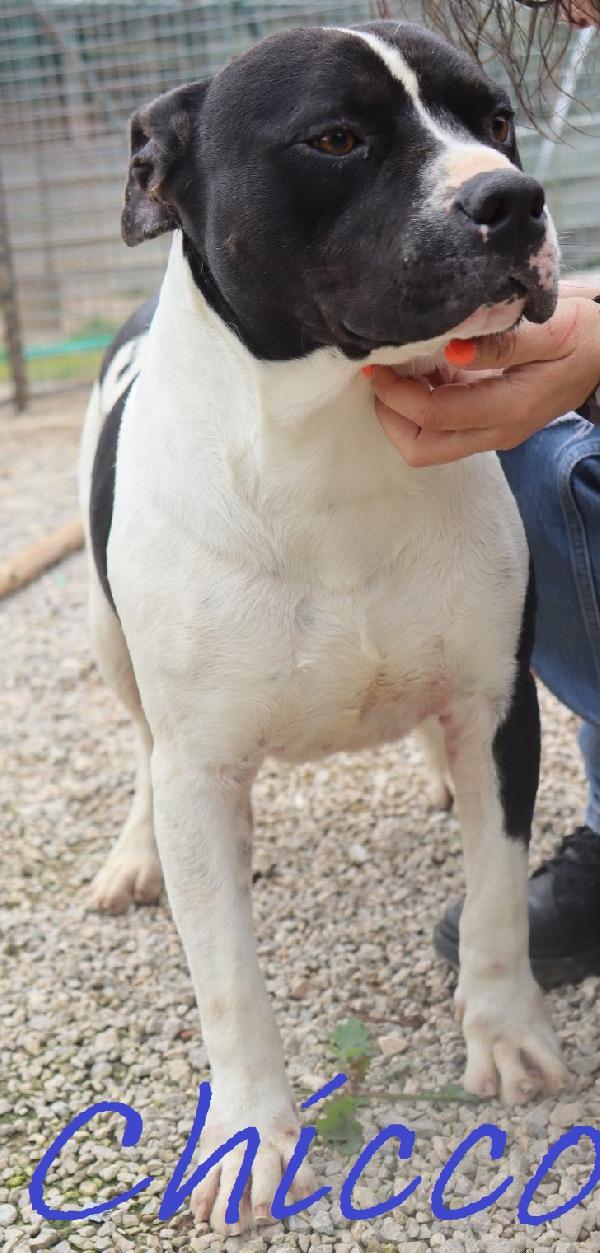 Chicco, Incrocio Amstaff, Ottimo Carattere